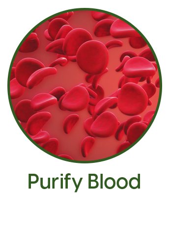 purify blood