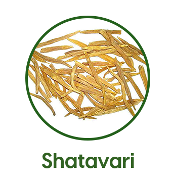 shatavari